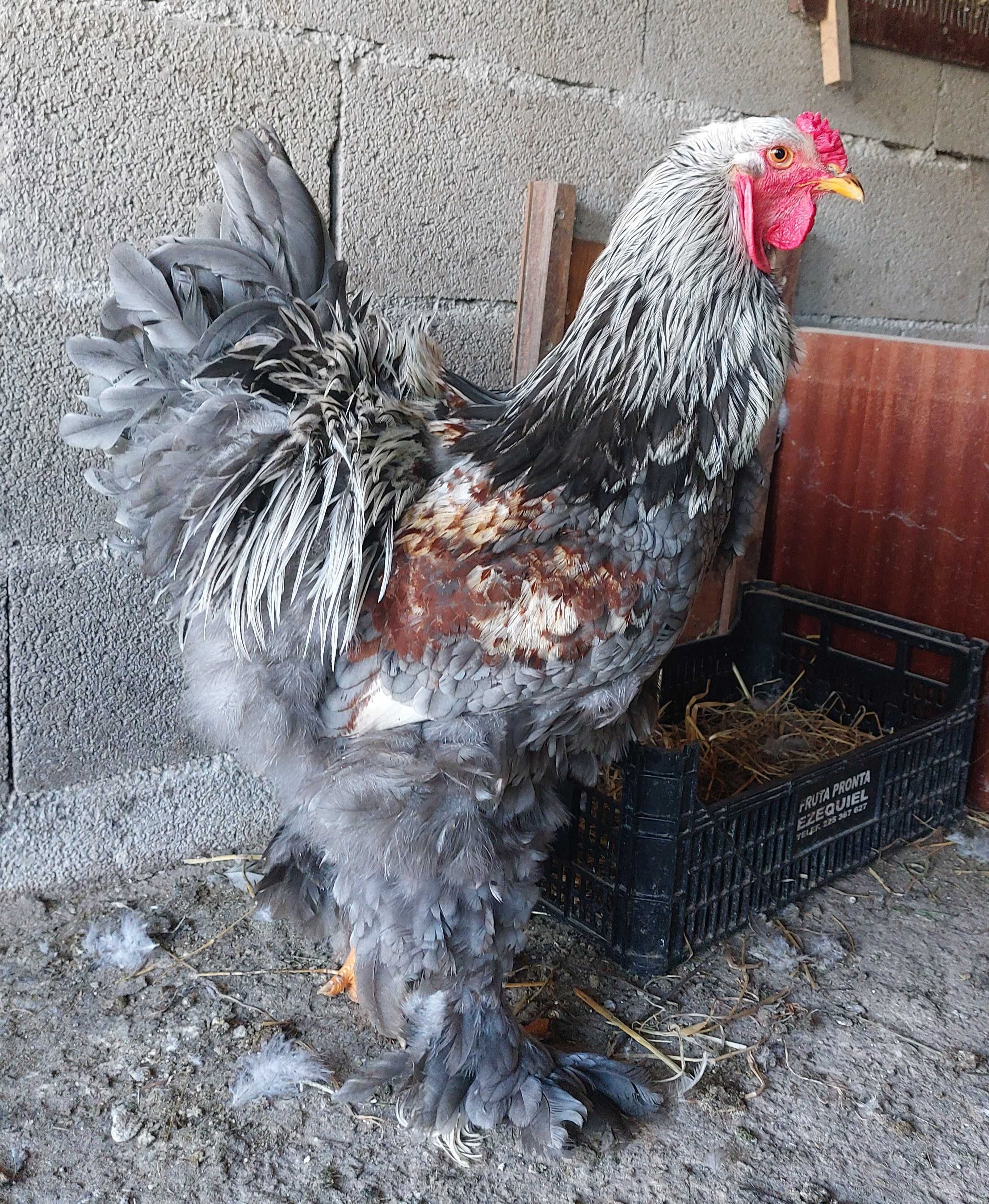 Ovos galados/ férteis de brahma BSO