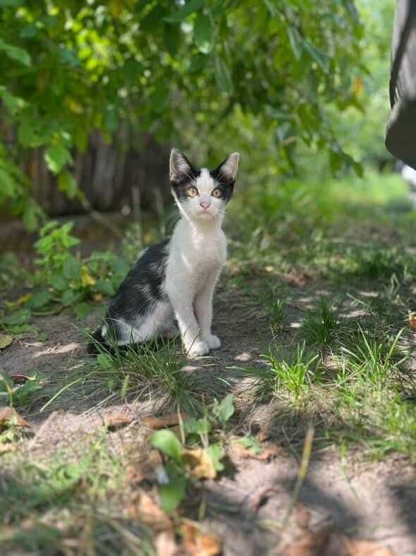 Котик безкоштовно