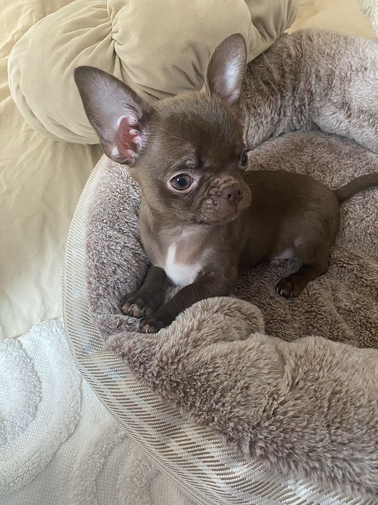 Chihuahua śliczny czekoladowy maluszek