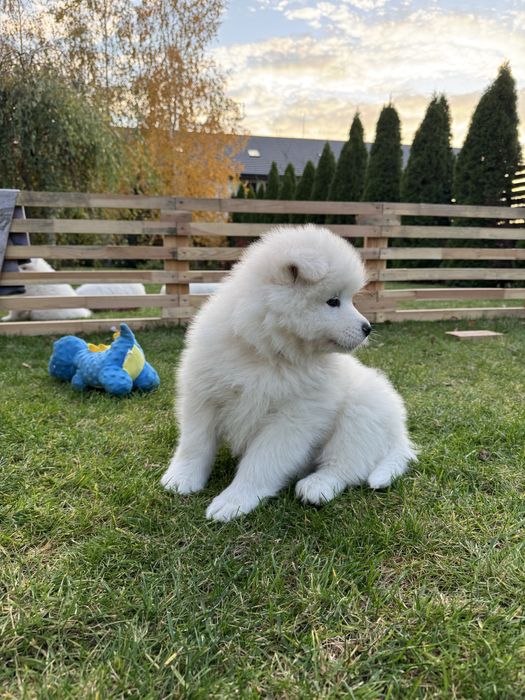 Aurora suczka - szczeniak Samoyed - gotowa do odbioru 4.11