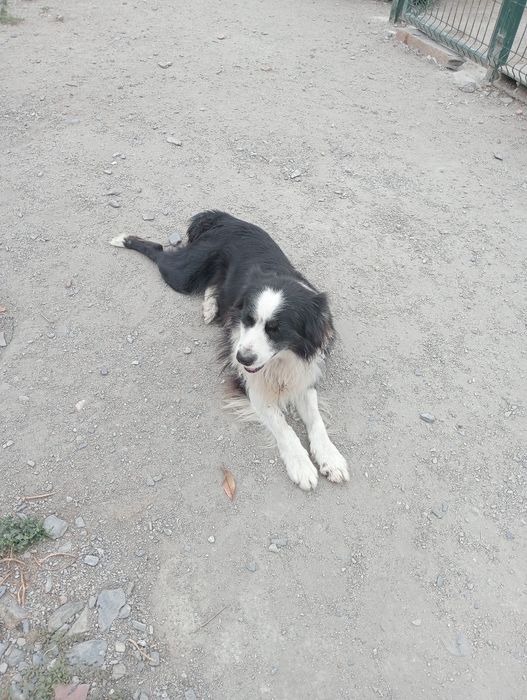 Border collie macho