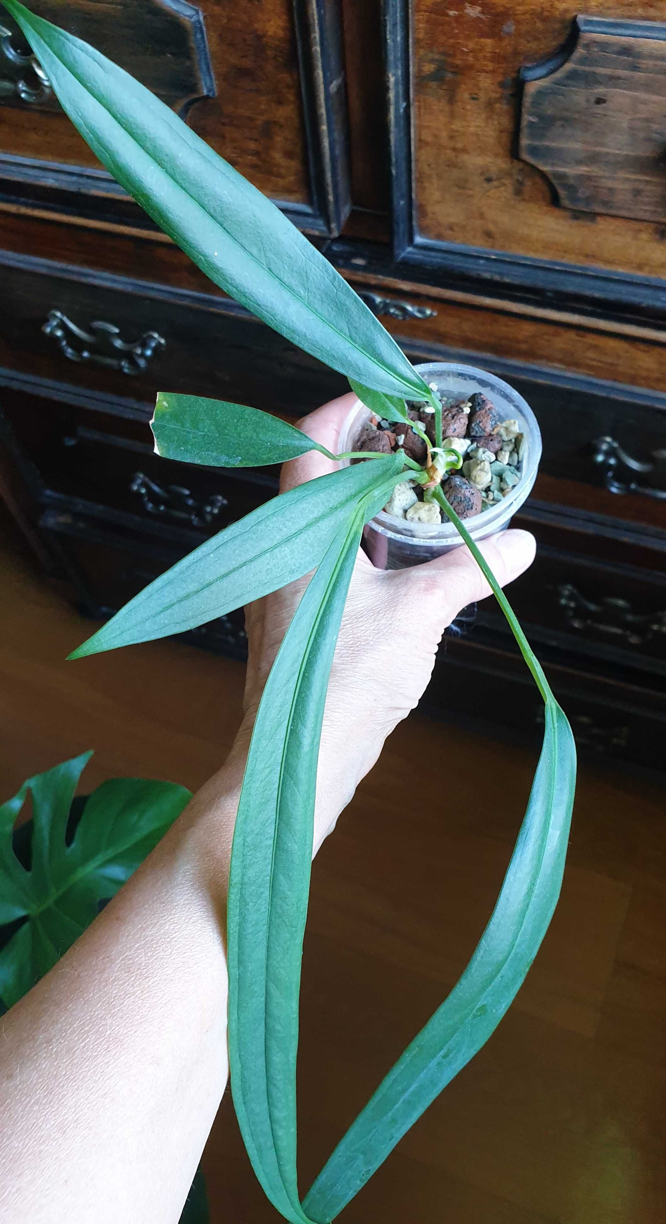 Anthurium Bakeri