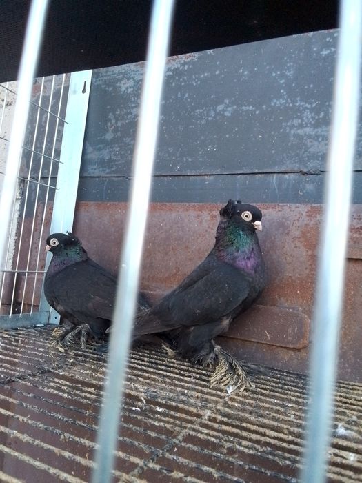 Ptaki gołębie ozdobne