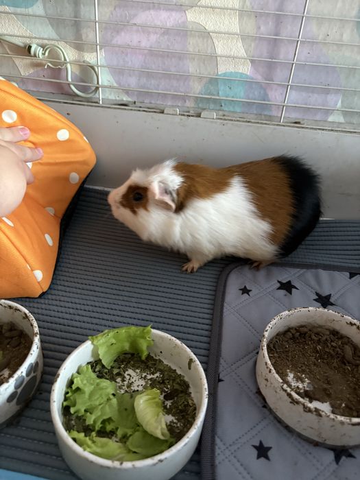 Rezerwacja Oddam za darmo świnkę morską 4 letnią