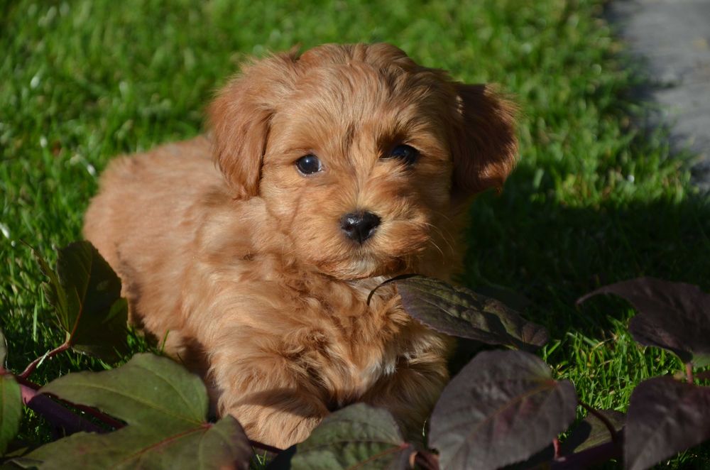 hawańczyk wspaniały piesek YUPPI  ZKwP/FCI