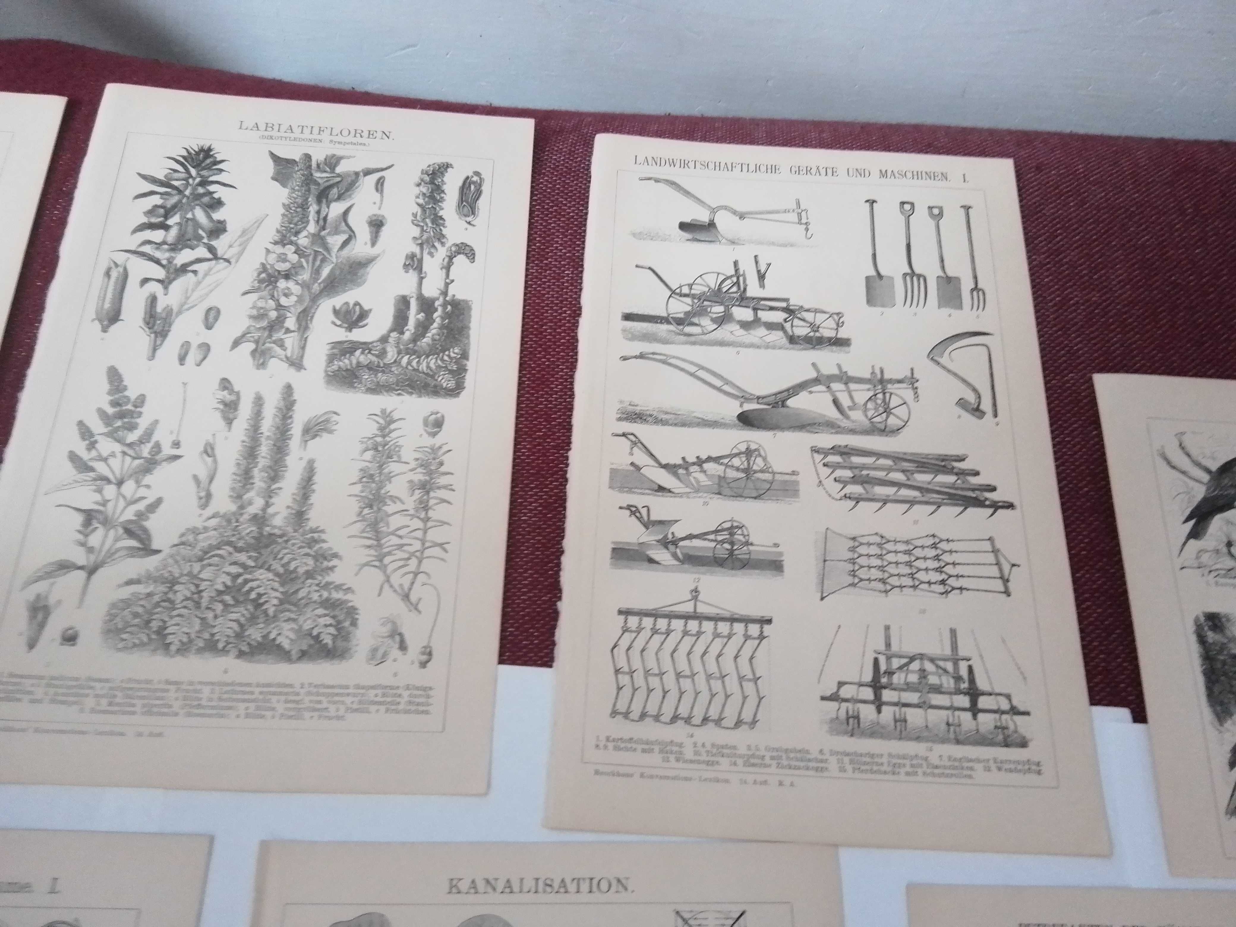 Astronomia, Botanika i inne    oryginalne XIX w. grafiki do wystroju