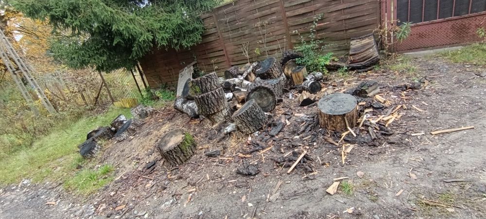 Drewno opałowe tegoroczne