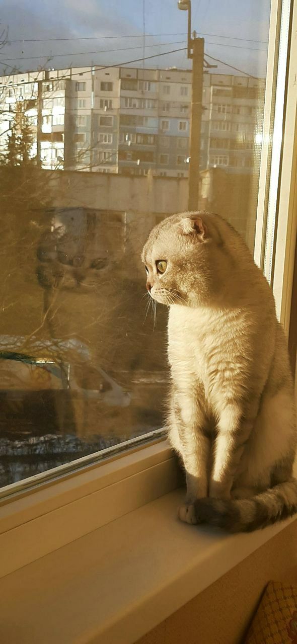 Шотландский вислоухий кот Бакс ищет девочку для вязки