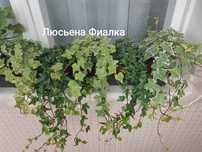 Хедера(плющ кімнатний)