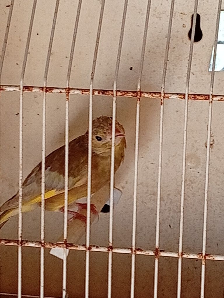 Verdelhao mutado , gaiola