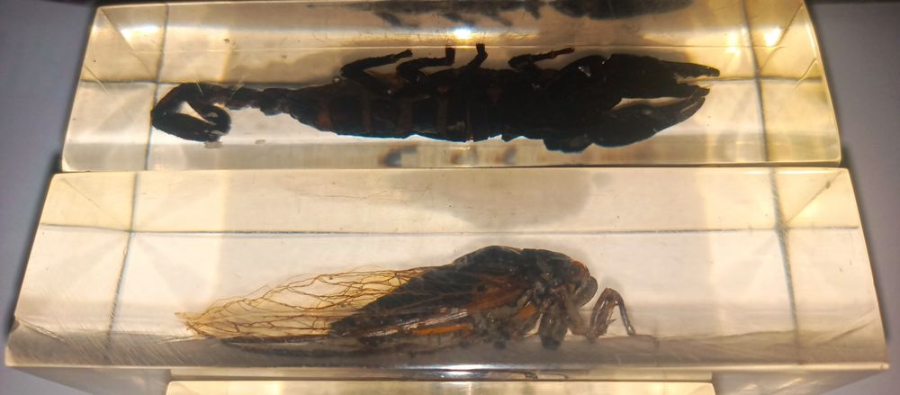 Жуки в стекле новыее