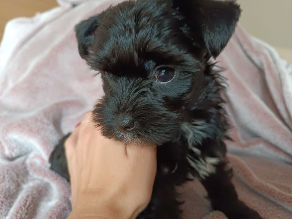 Yorkshire Terrier Black