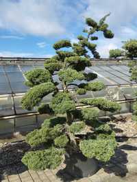 Bonsai ogrodowe  Zdjęcie poglądowe