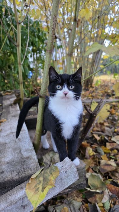 Oddam dwa kotki 4 miesięczne.