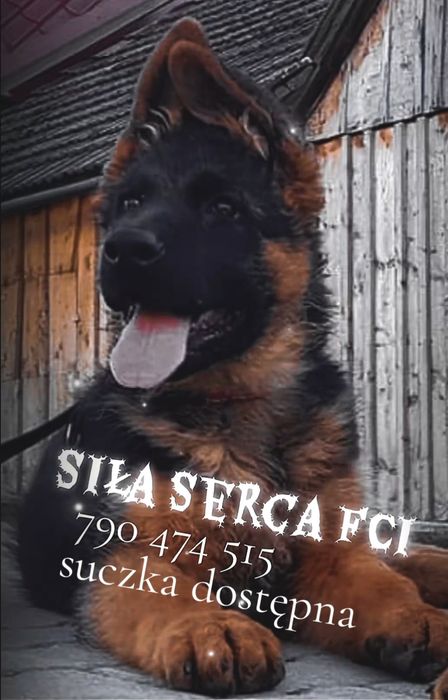 Owczarek niemiecki krótkowłosy