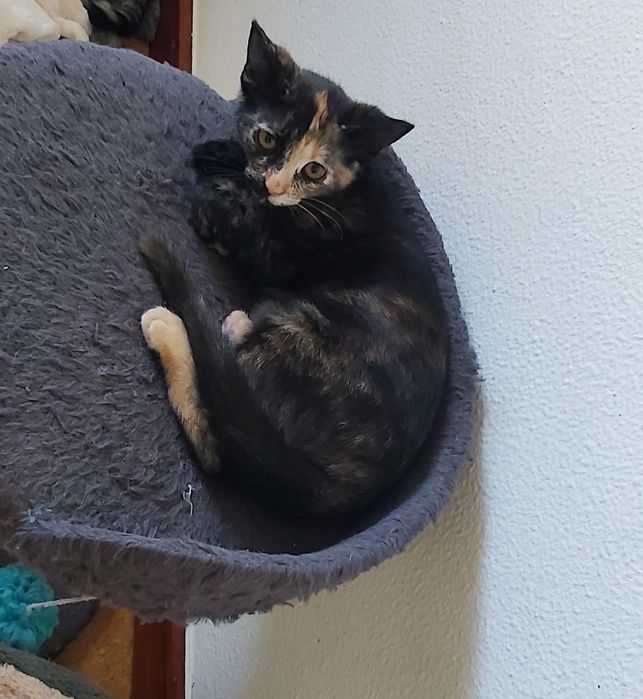 Gatinha para adoção