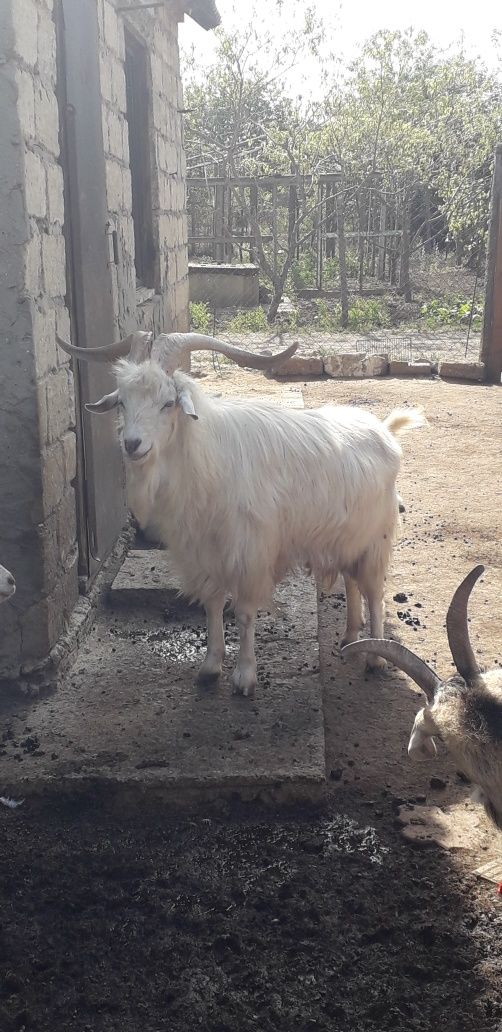 Продам коз и козлят г.Измаил