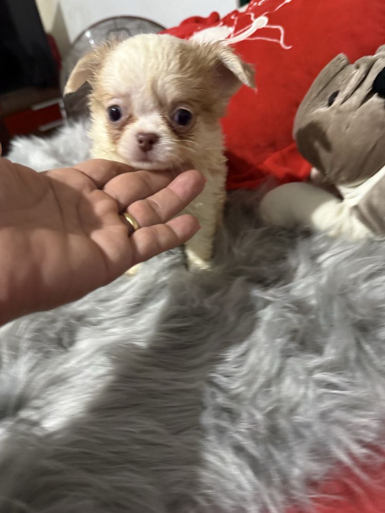 Lindo menino chihuahua pêlo longo