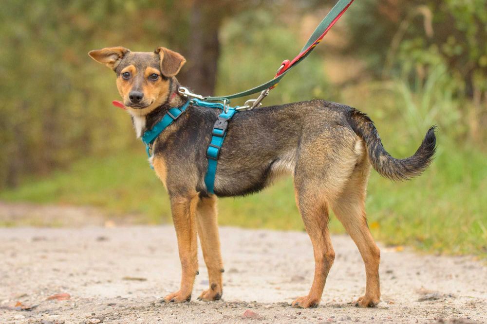 VIKSI - radosna młodzinka marznie w schronisku, szczeniak ok. 8 mcy