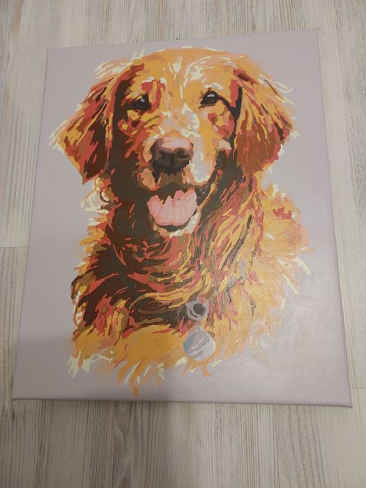 Nowy obraz malowany 40x50 pies golden