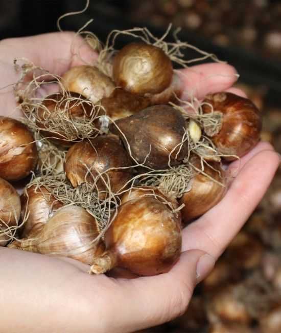 Narcyz żonkil botaniczny Martinette 100 cebulek za 64 zł