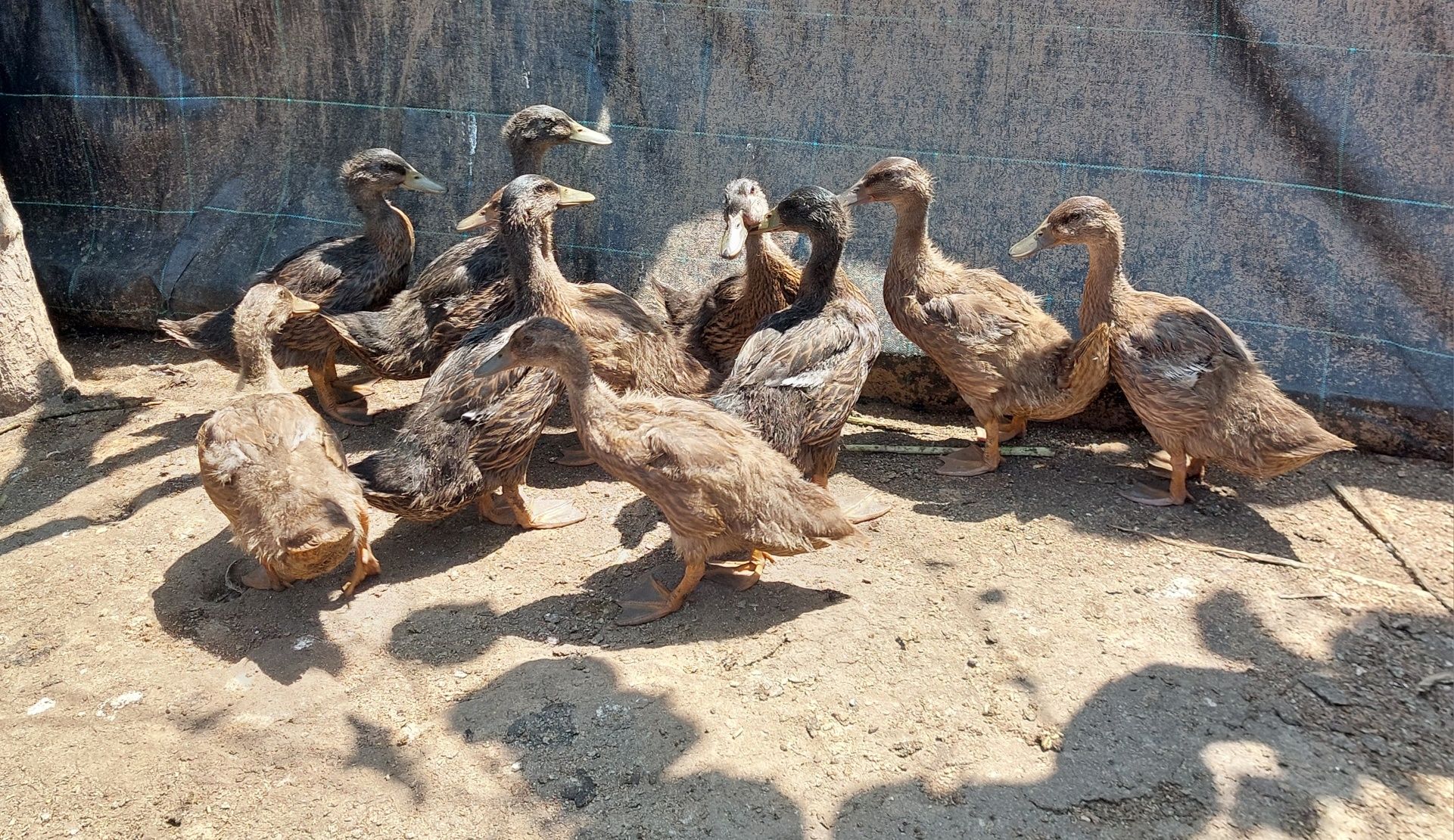Vendo 11 patos Ruen