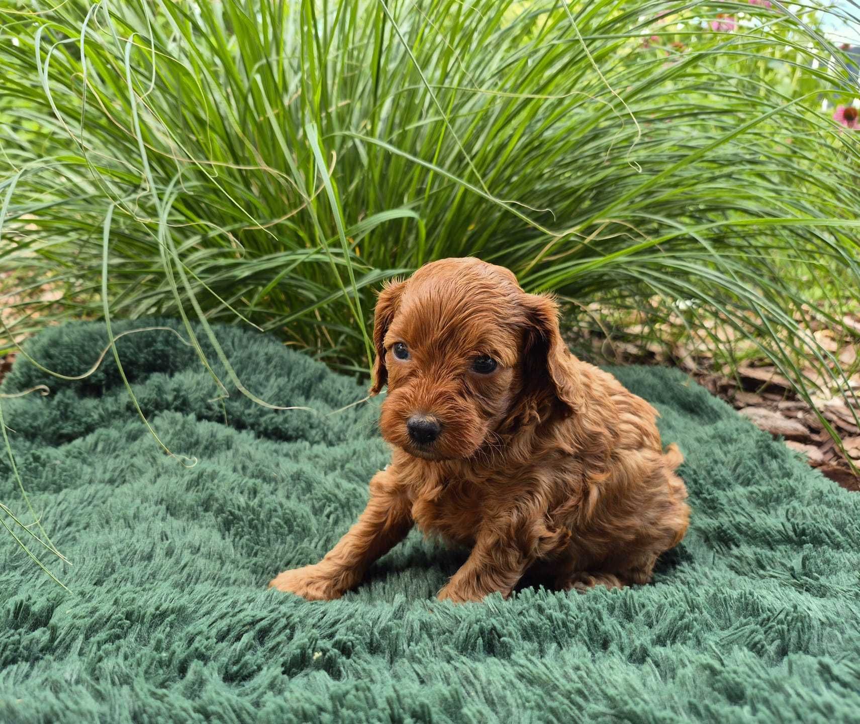 Cockapoo F1b Red suczka Paola cudo :)