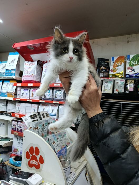 Кошеня хлопчик 3,5 місяця шукає родину 

Малюк Барні