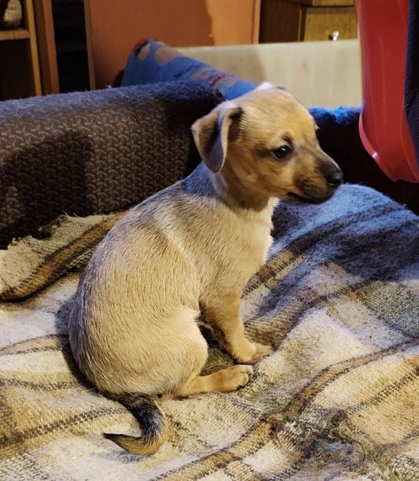 Malutkie 3 miesieczne pieskj do adopcji