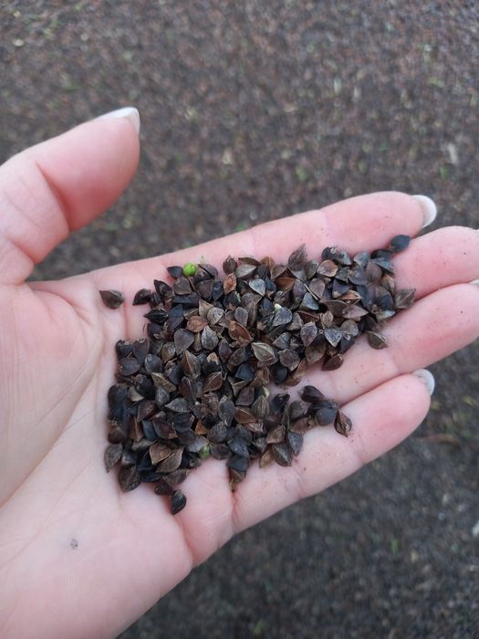 Sprzedam nieoczyszczona gryke