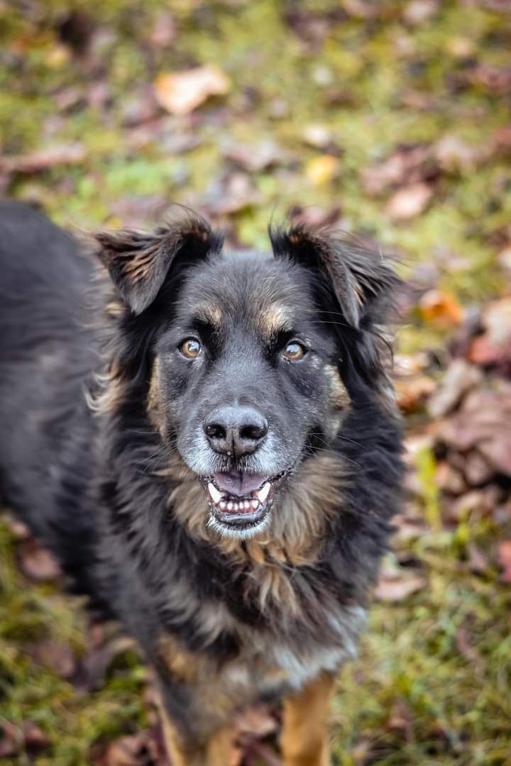 Bezproblemowy Clyde czeka za kratami na swojego człowieka! Adoptuj!