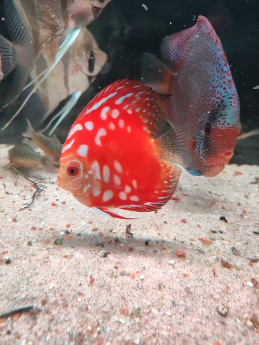 Disco red panda de 8-9 cm