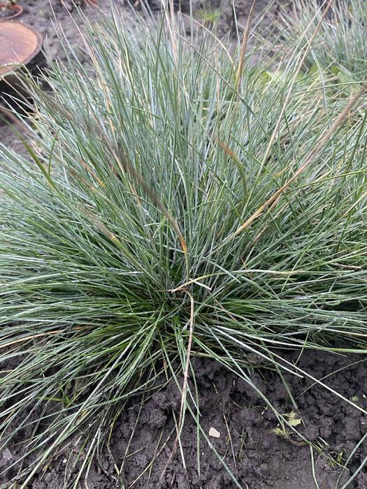 Вівсяниця сиза. Овсяница сизая.Овсяница голубая..Фестука.