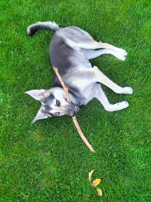 Красуня стерилізована дівчинка, один рік