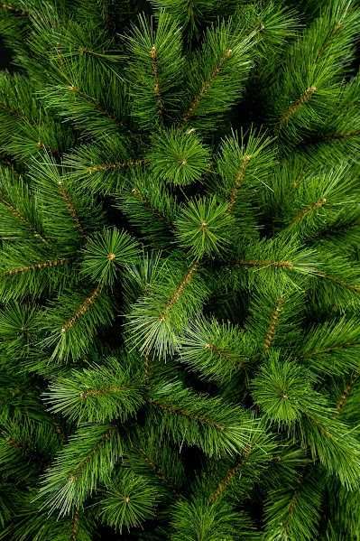 Сосна канадська 1,5-2,5м