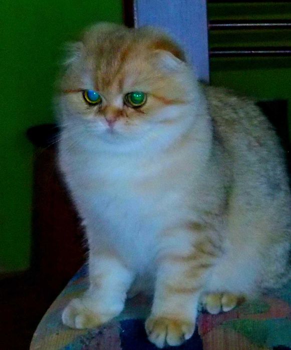 Kotka Szkocka Zwisłoucha PZF WCF Zachodniopomorskie,