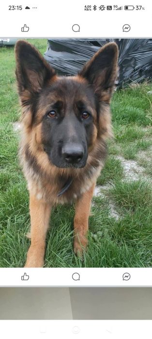 Nadal poszukiwana Bella