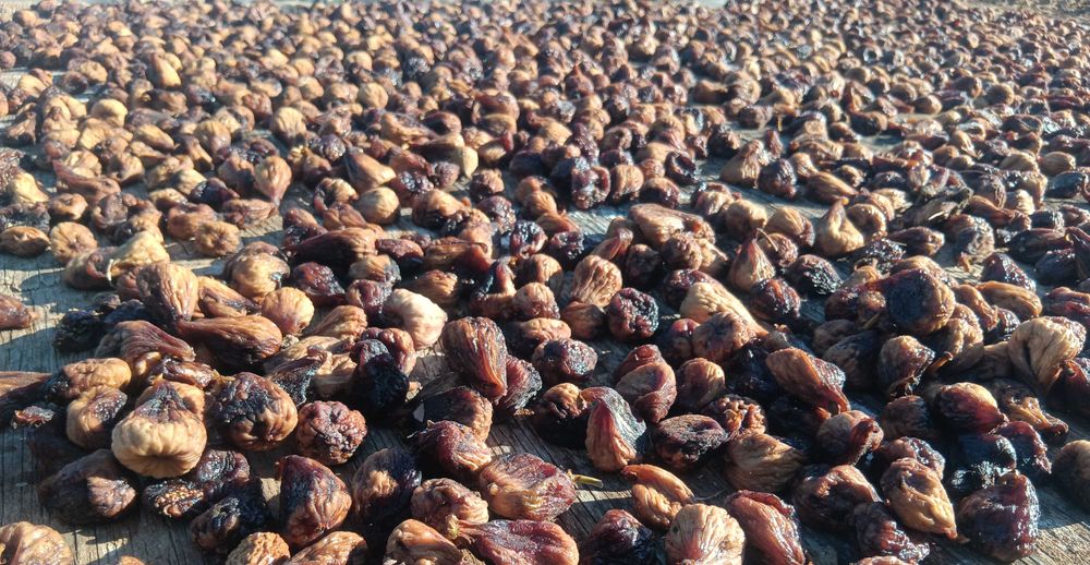 Figo seco para fermentação e produção de aguardente