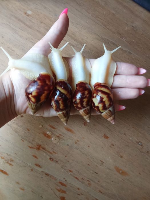 Ахатина фулика альбино