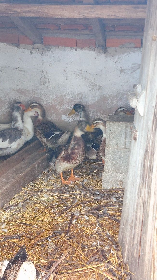 Patos ruan  com 6 meses
