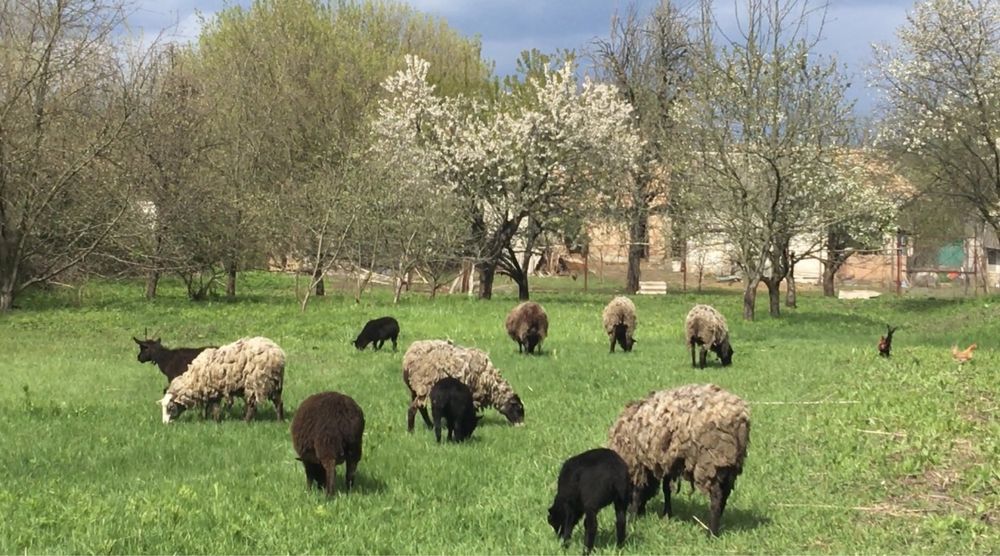 Продаються вівці романовської породи.