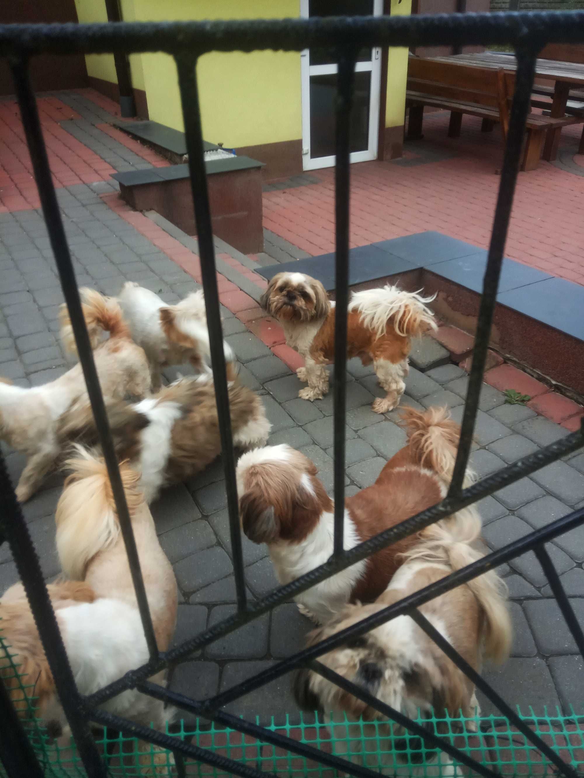 SUCZKA Shih tzu mini wzorzec rasy