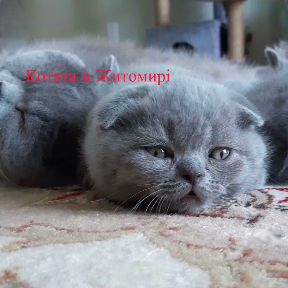 Породисті котята