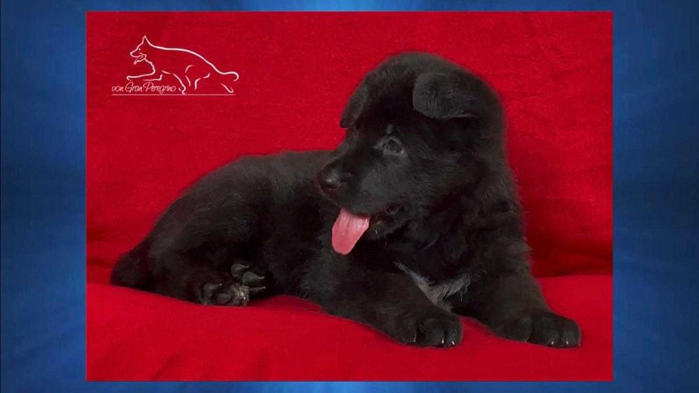 Owczarek niemiecki czarny