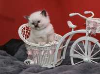Ragdoll kocurek o umaszczeniu seal mitted