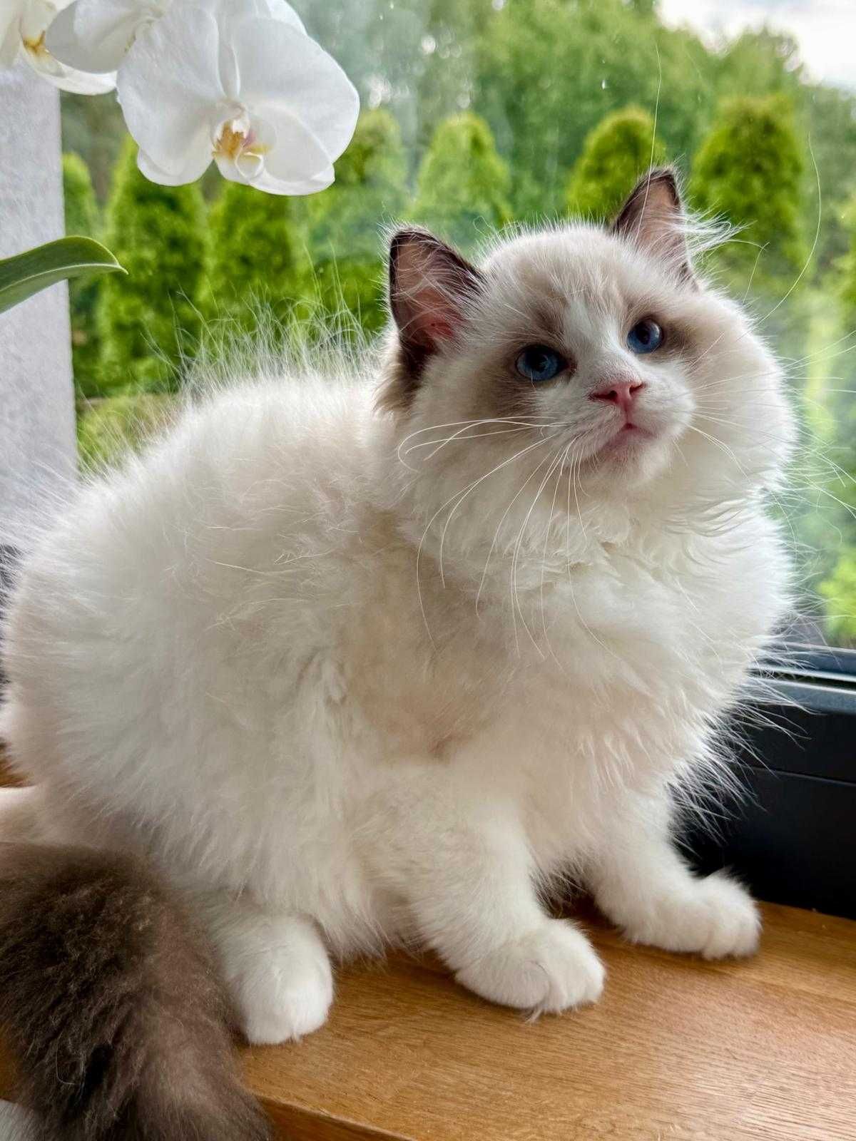 Śliczny kocurek  RAGDOLL do odbioru