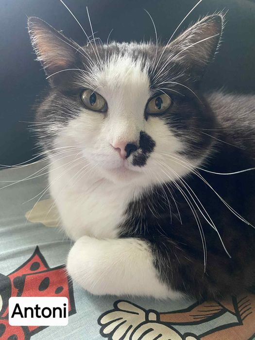 5 letni zdrowy kocurek szuka odpowiedzialnego domku.