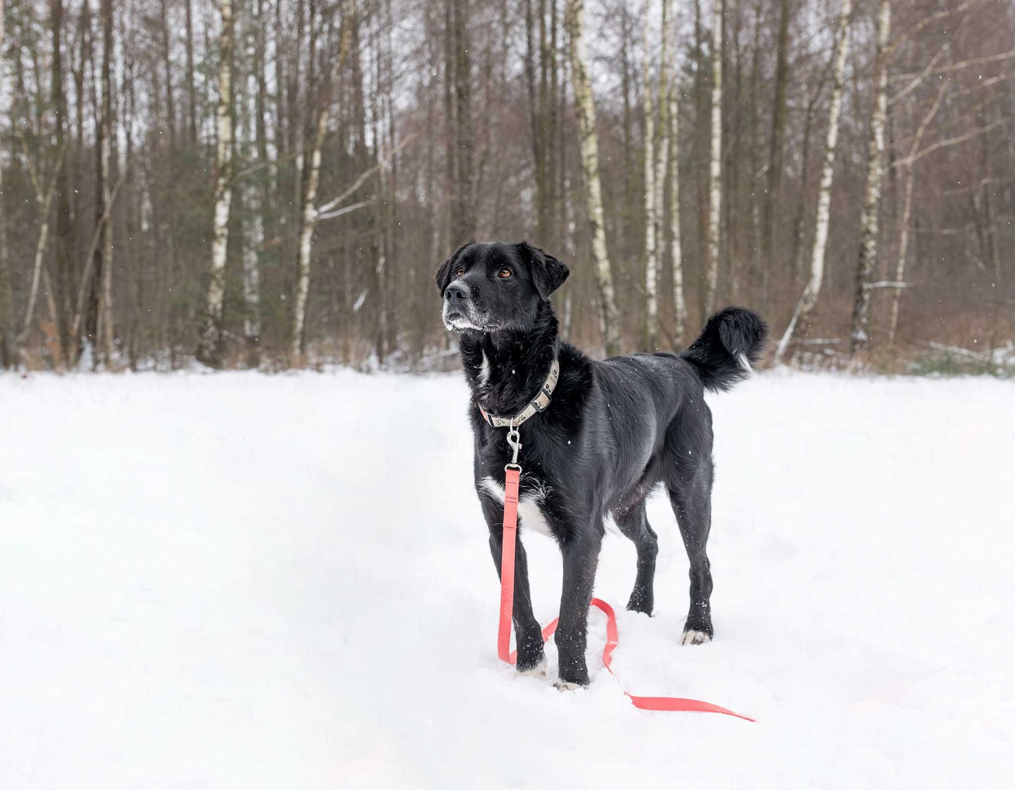 Hamlet przepiękny, kochany, ułożony psi senior adoptuj, pokochaj 19kg