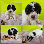 Lagotto Romagnolo FCI – biało-brązowy piesek z miotu FAIRY, Trufflove