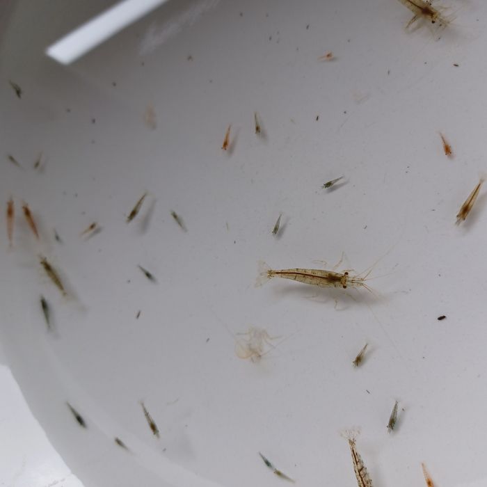 Krewetki z nadwyżki